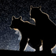 Image: Bence Mate/ Comedy Wildlife Photo Awards